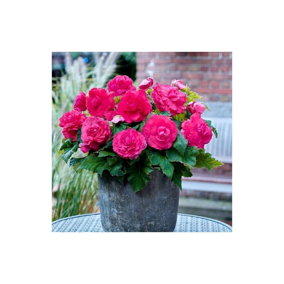 Begonie plnokvětá růžová - Begonia superba - cibuloviny - 2 ks