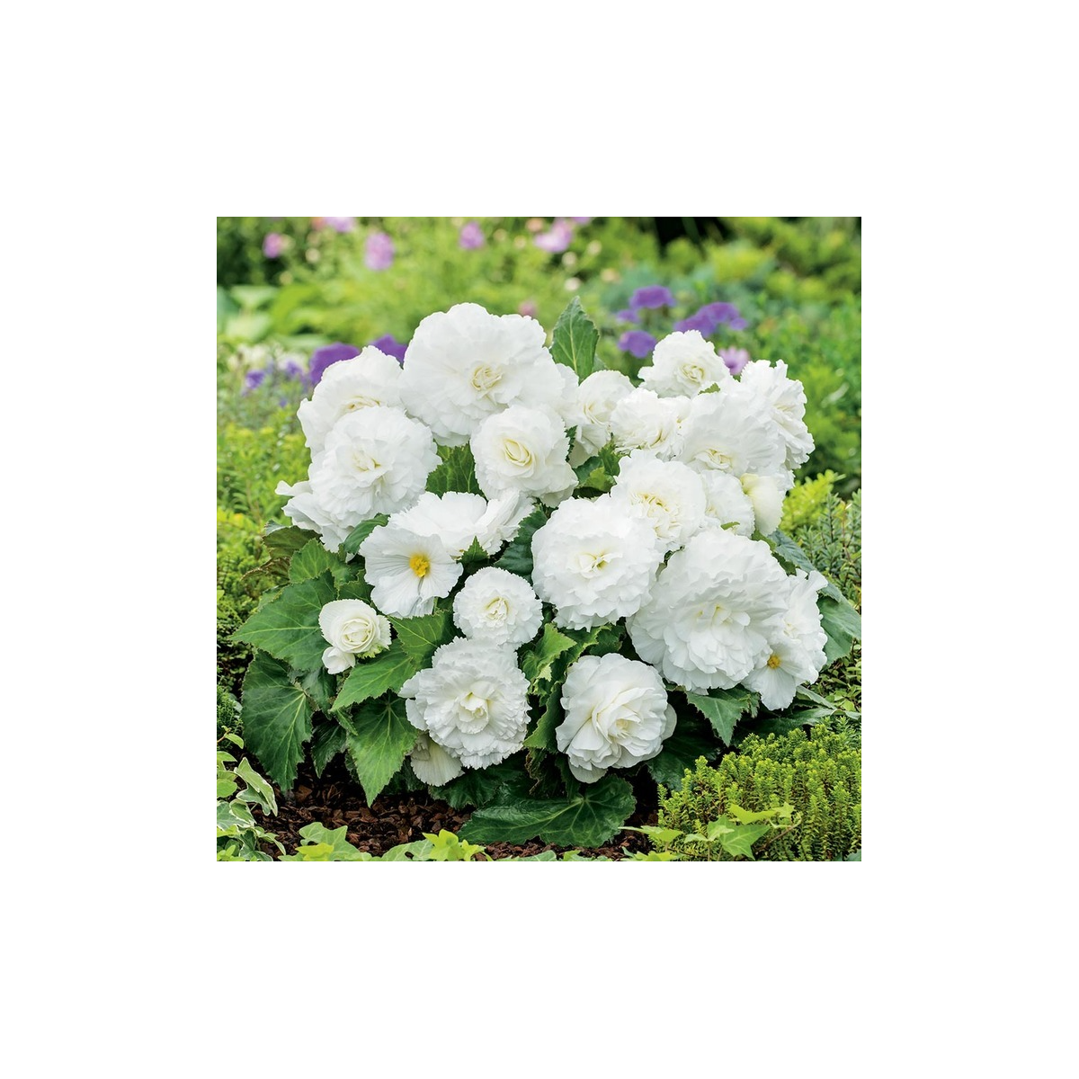 Begonie Nonstop bílá - Begonia tuberhybrida - cibuloviny - 2 ks