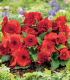 Begonie Nonstop červená - Begonia tuberhybrida - cibuloviny - 2 ks