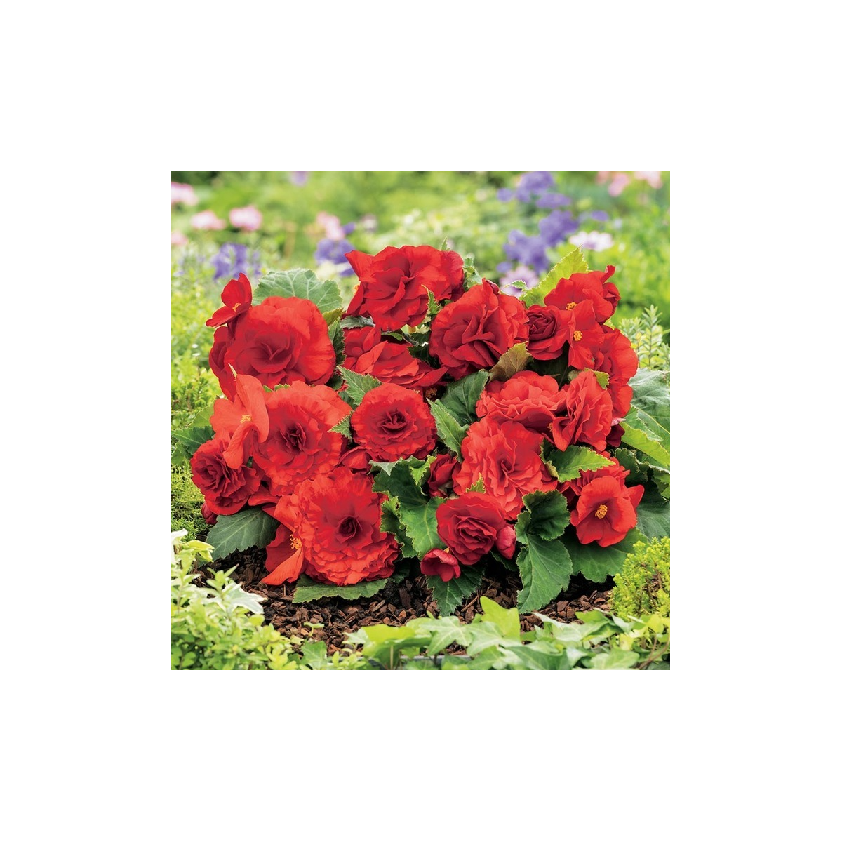 Begonie Nonstop červená - Begonia tuberhybrida - cibuloviny - 2 ks