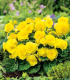 Begonie Nonstop žlutá - Begonia tuberhybrida - cibuloviny - 2 ks