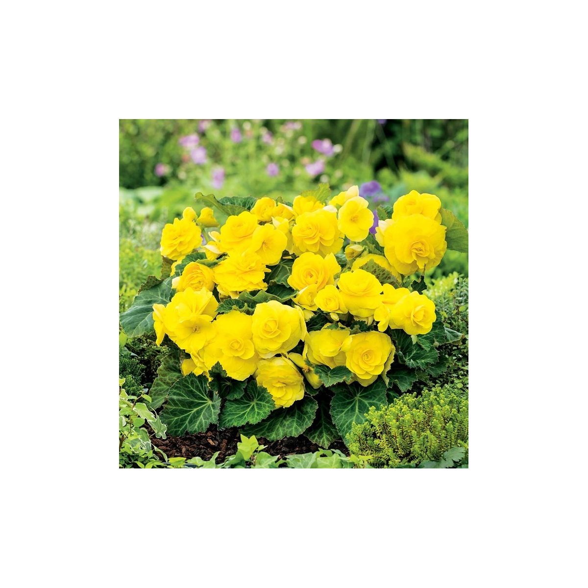 Begonie Nonstop žlutá - Begonia tuberhybrida - cibuloviny - 2 ks