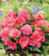 Begonie Nonstop růžová - Begonia tuberhybrida - cibuloviny - 2 ks