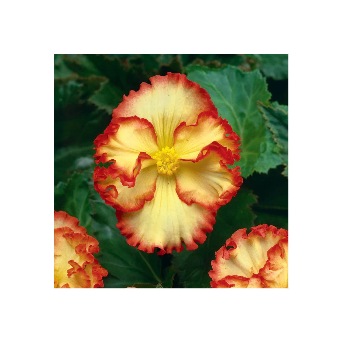 Begonie Marginata žlutá - Begonia crispa - cibuloviny - 2 ks