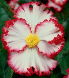 Begonie Marginata bílá - Begonia crispa - cibuloviny - 2 ks