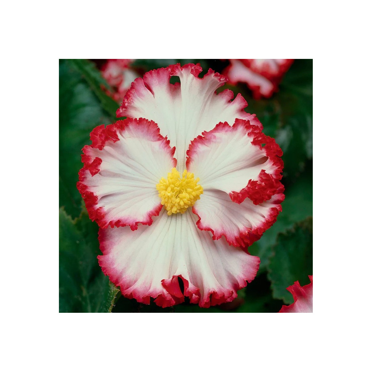 Begonie Marginata bílá - Begonia crispa - cibuloviny - 2 ks