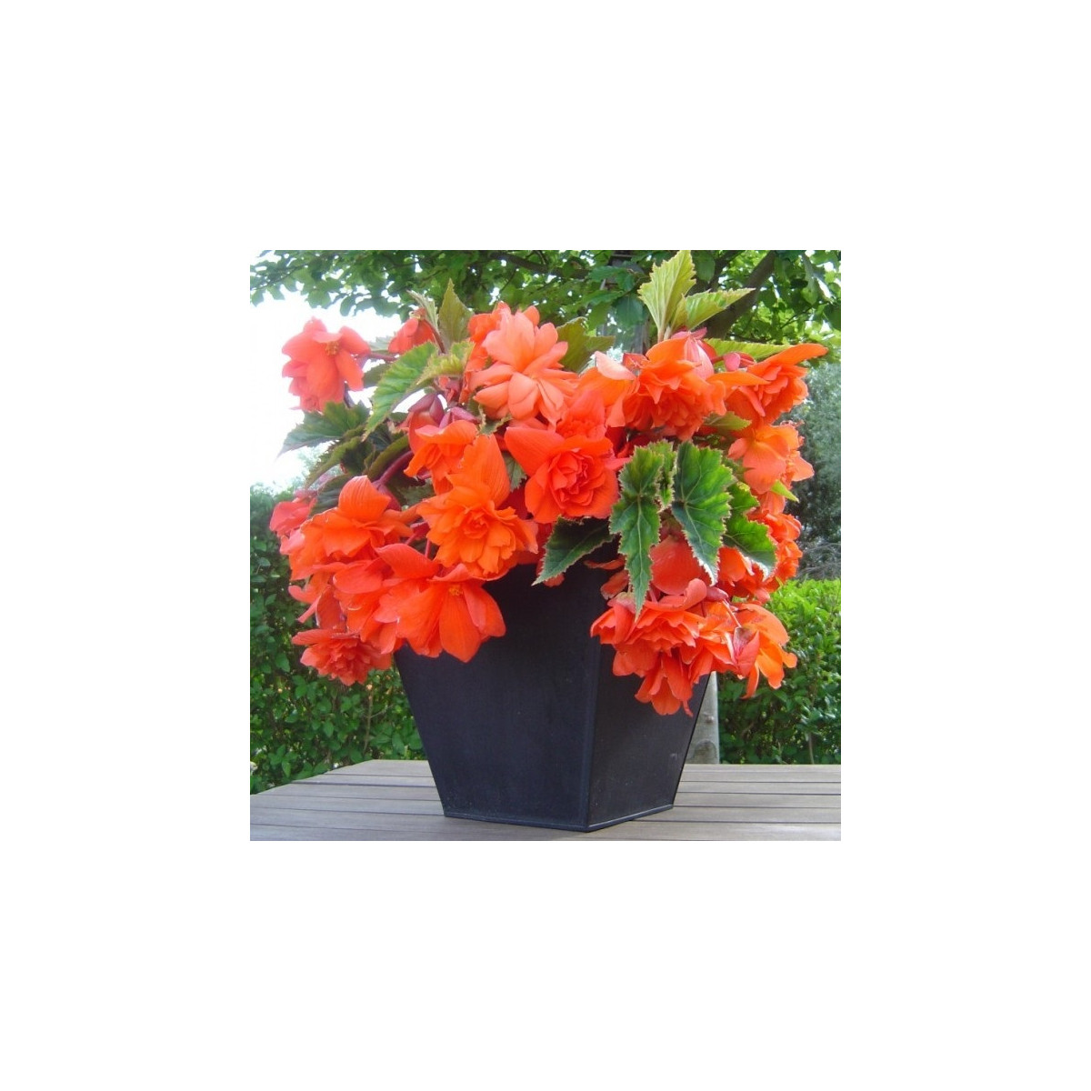 Begonie oranžová - Begonia pendula - cibuloviny - 2 ks