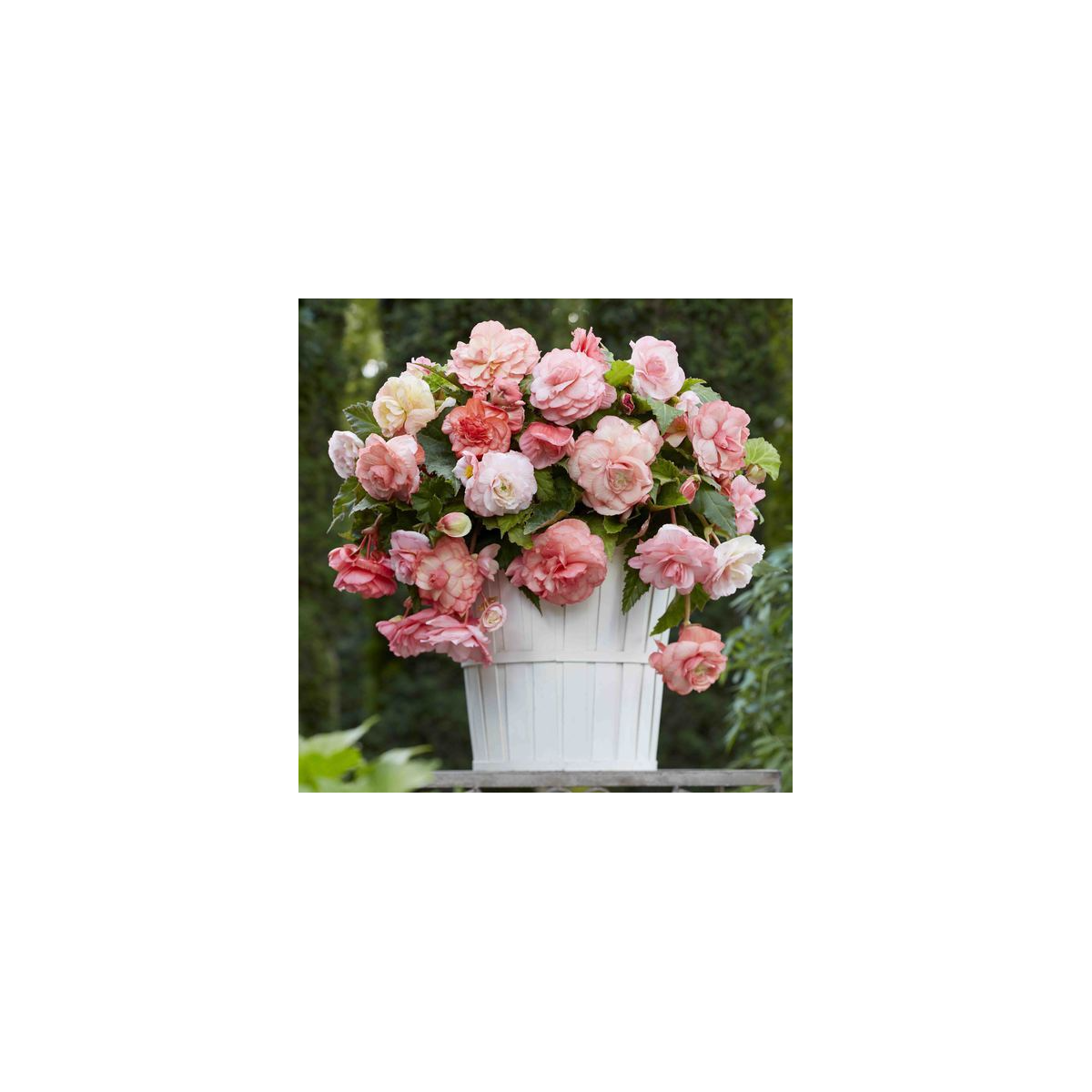 Begonie Flamenca - Begonia splendide - cibuloviny - 2 ks