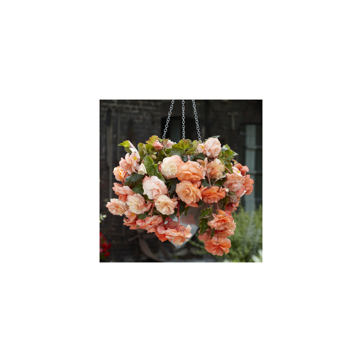Begonie Apricot - Begonia splendide - cibuloviny - 2 ks