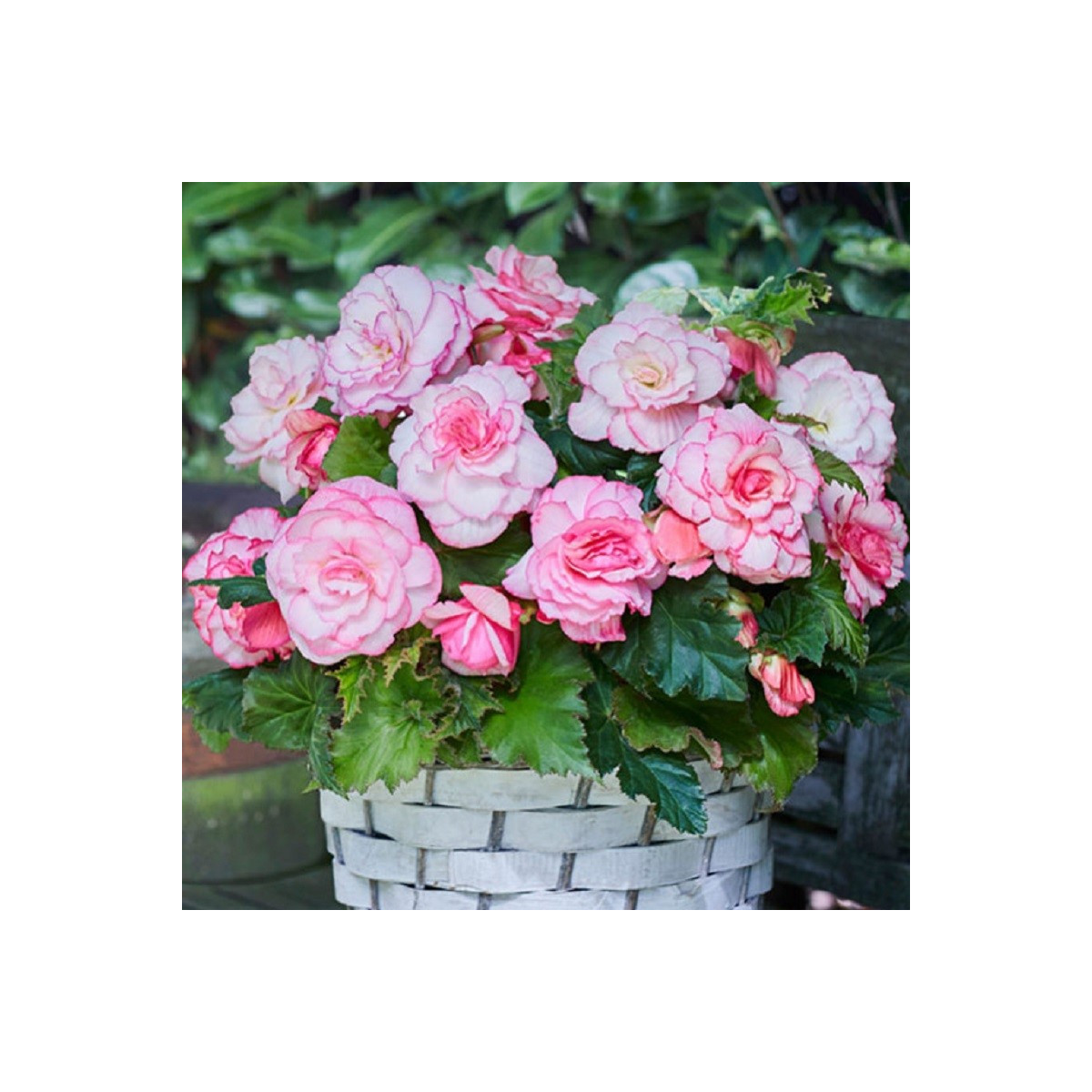 Begonie Picotee bílá - Begonia - cibuloviny - 2 ks