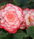 Begonie Picotee bílá - Begonia - cibuloviny - 2 ks