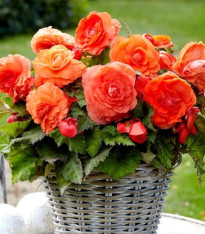 Begonie plnokvětá oranžová - Begonia superba - cibuloviny - 2 ks