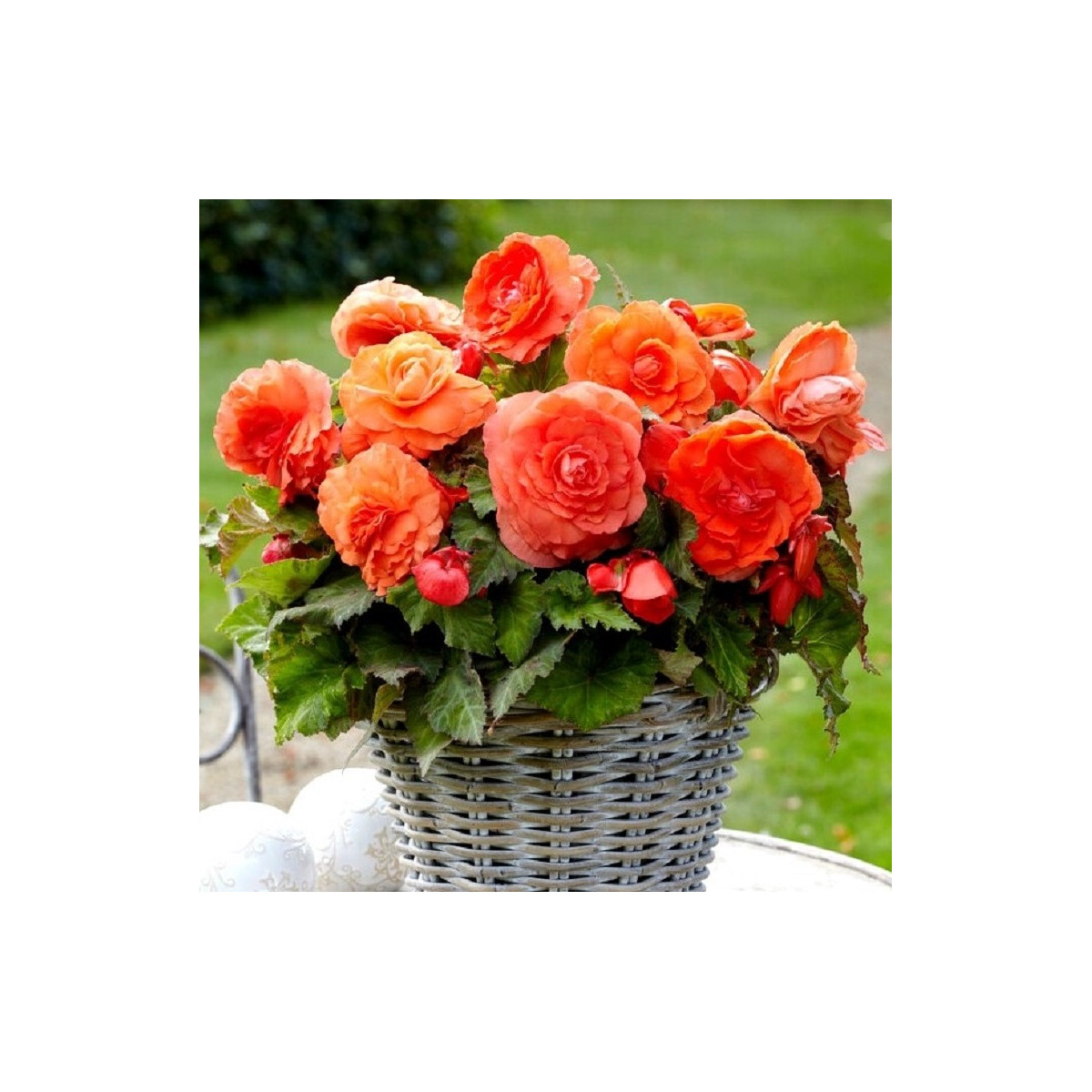 Begonie plnokvětá oranžová - Begonia superba - cibuloviny - 2 ks