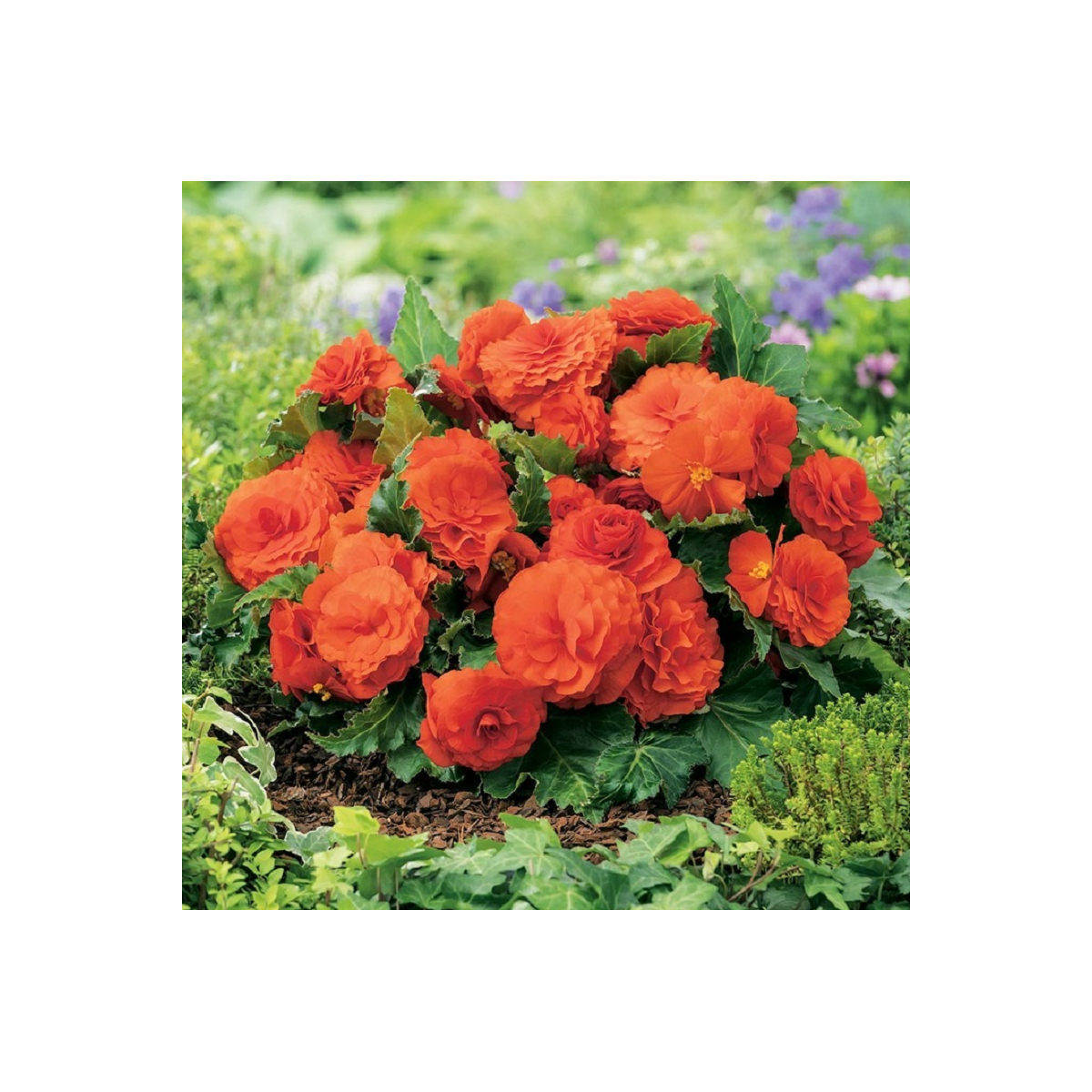 Begonie Nonstop oranžová - Begonia tuberhybrida - cibuloviny - 2 ks