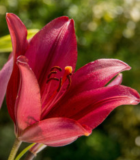 Lilie Purple Dream - Lilium asiatica - cibuloviny - 1 ks