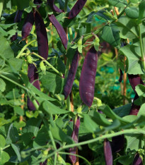 Hrách fialový Shiraz - Pisum sativum - semena - 30 ks
