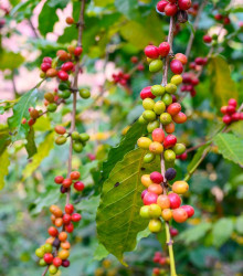 Semena kávovníku – Kávovník arabský Costa Rica 95 – Coffea arabica