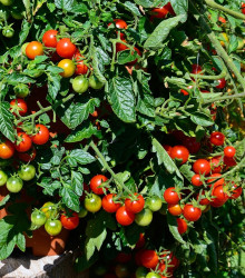 Rajče koktejlové Primabella - Solanum lycopersicum - semena - 6 ks