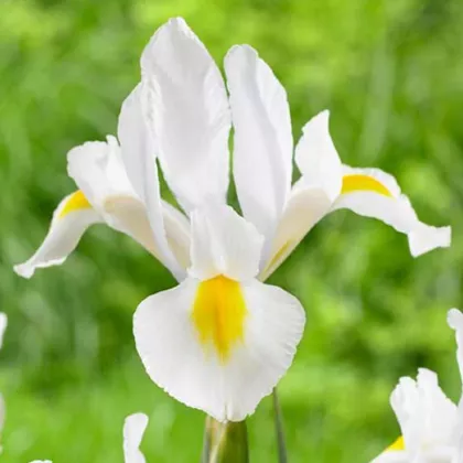 Kosatec White Excelsior - Iris hollandica - cibuloviny - 3 ks