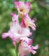 Mečík Priscilla - Gladiolus - cibuloviny - 3 ks