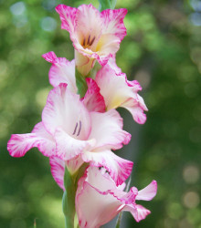 Mečík Priscilla - Gladiolus - cibuloviny - 3 ks