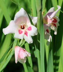 Mečík nanus Elvira - Gladiolus - cibuloviny - 3 ks