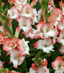 Mečík Pink Lady - Gladiolus - cibuloviny - 3 ks