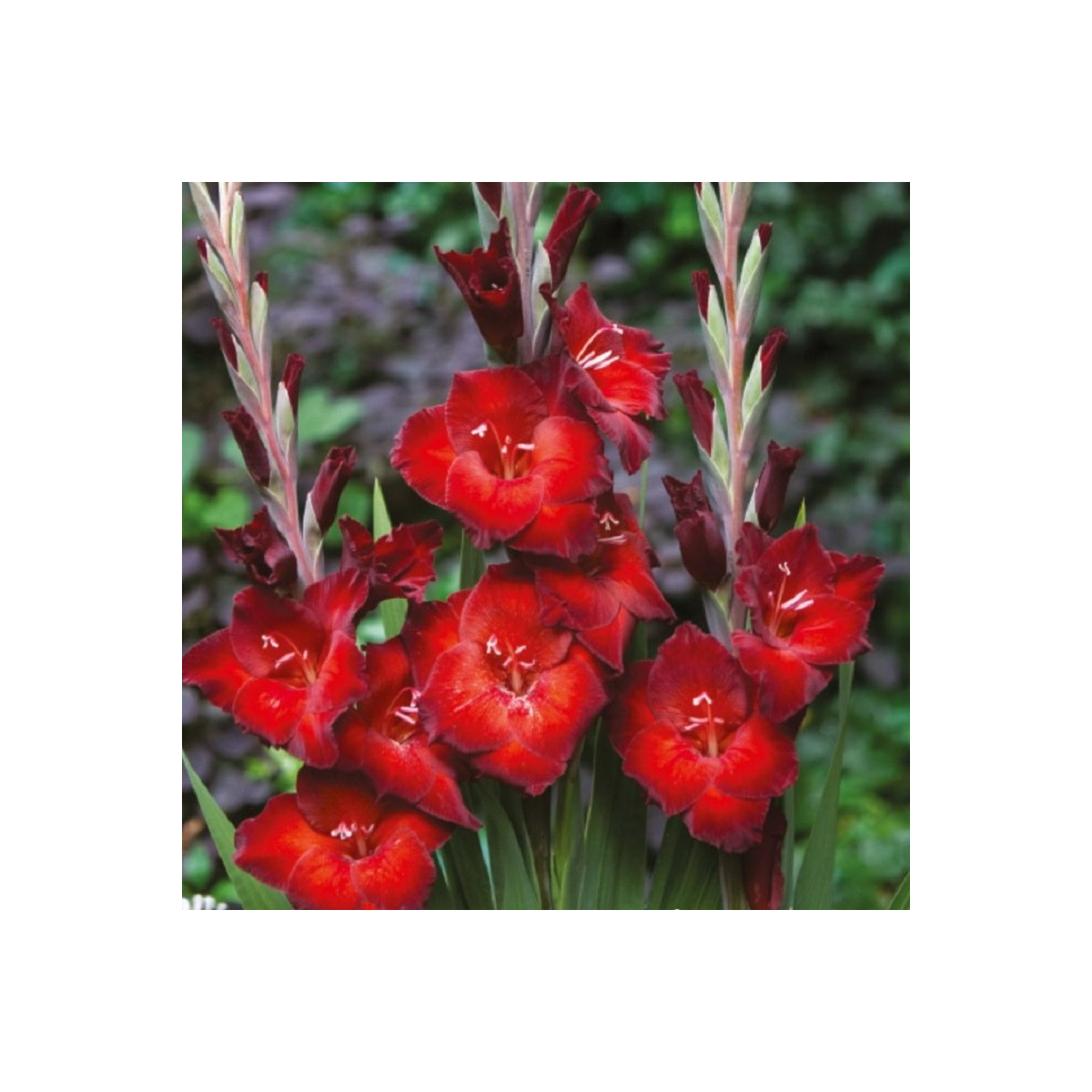 Mečík Azuro - Gladiolus - cibuloviny - 3 ks