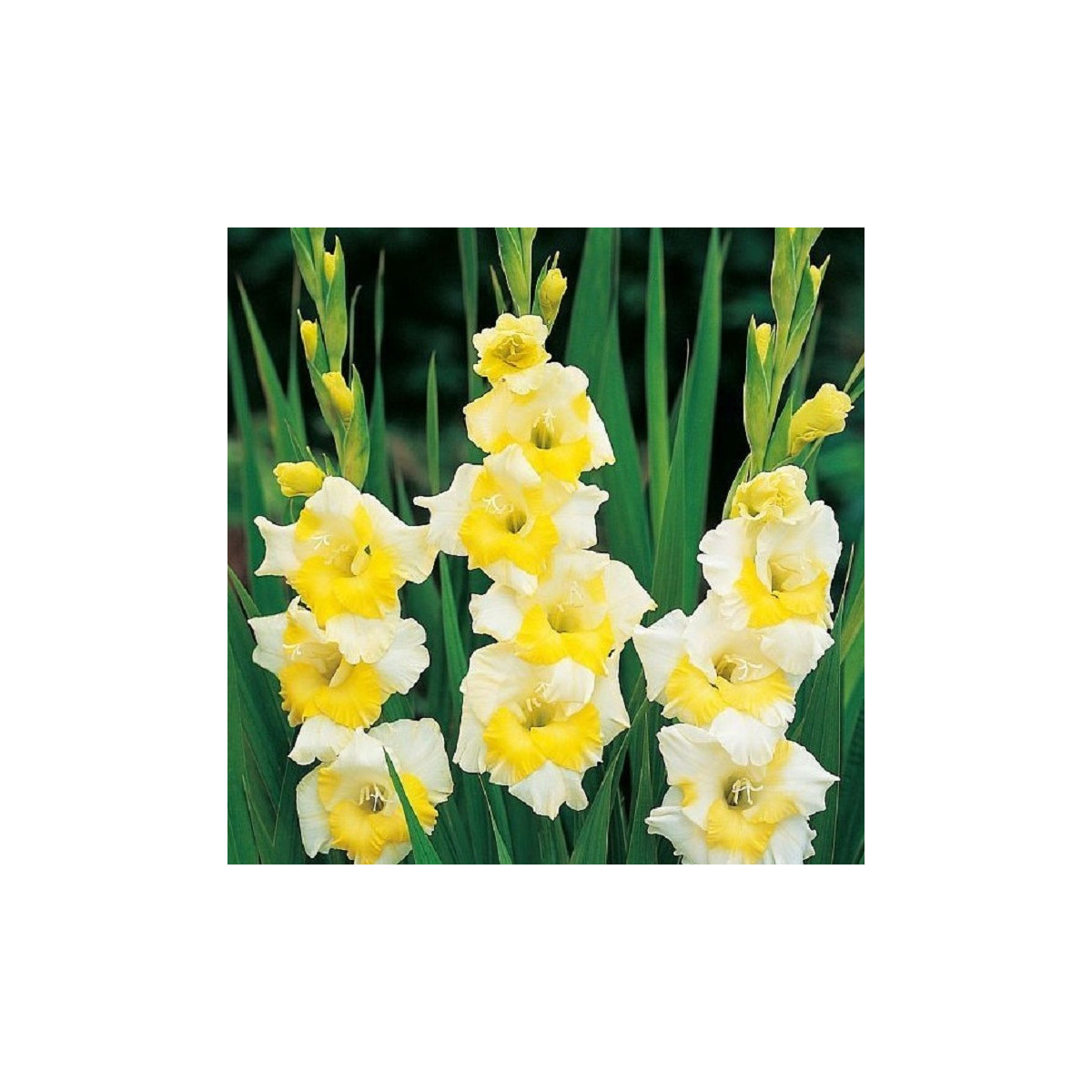 Mečík Buggy - Gladiolus - cibuloviny - 3 ks