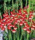 Mečík Mademoiselle de Paris - Gladiolus - cibuloviny - 3 ks