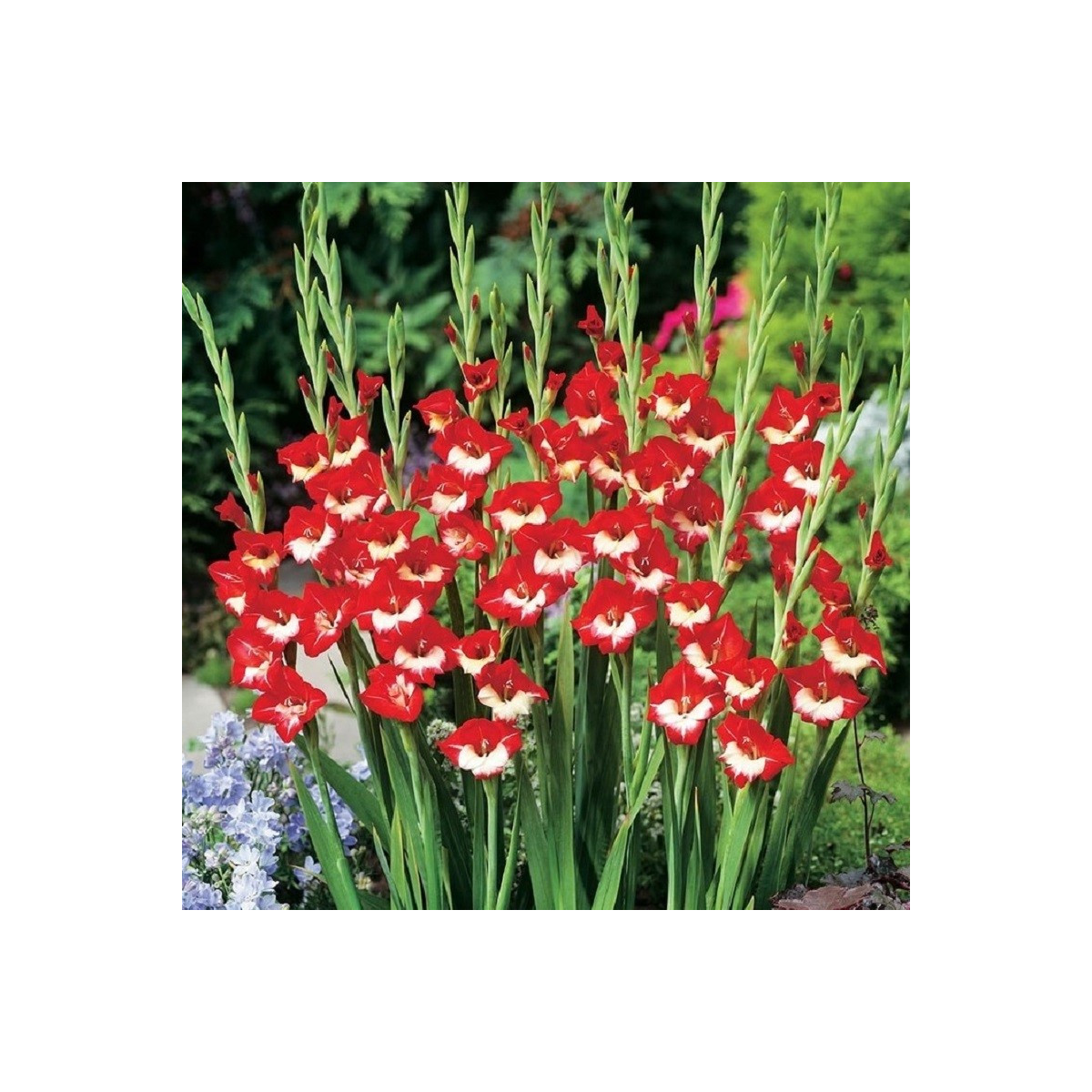 Mečík Mademoiselle de Paris - Gladiolus - cibuloviny - 3 ks