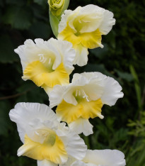 Mečík Buggy - Gladiolus - cibuloviny - 3 ks