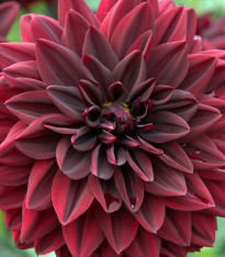 Jiřinka Arabian Night - Dahlia - cibuloviny - 1 ks