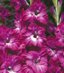 Mečík Kingston Ruffle - Gladiolus - cibuloviny - 3 ks