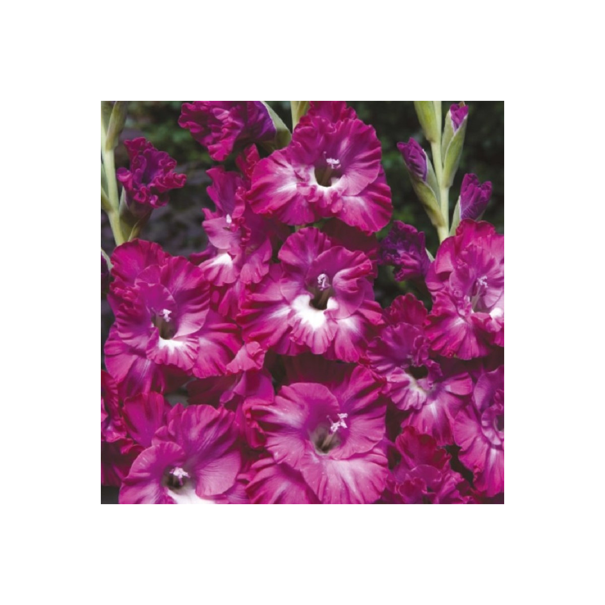 Mečík Kingston Ruffle - Gladiolus - cibuloviny - 3 ks