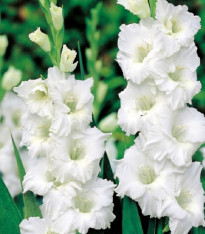 Mečík Snowy Ruffle - Gladiolus - cibuloviny - 3 ks