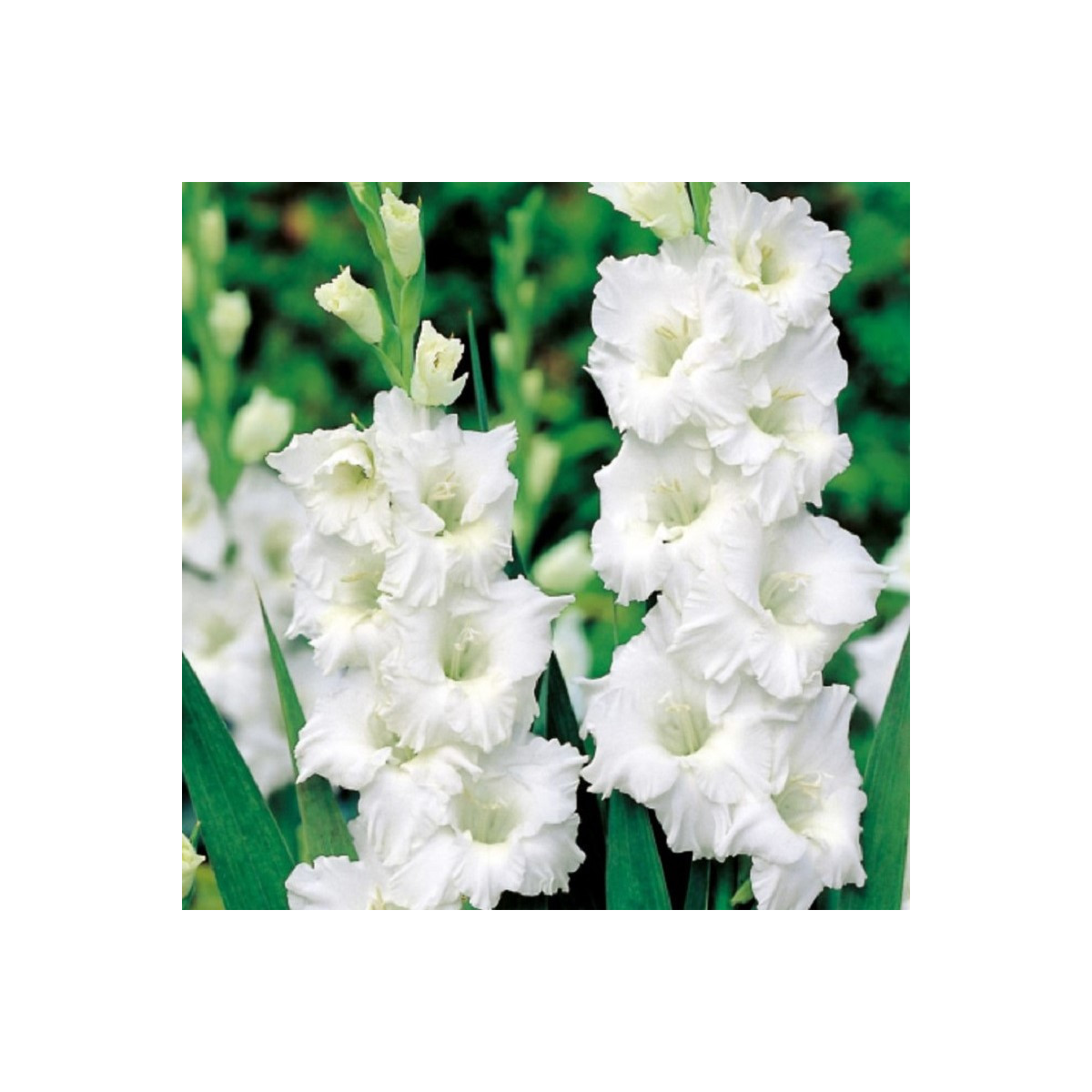 Mečík Snowy Ruffle - Gladiolus - cibuloviny - 3 ks
