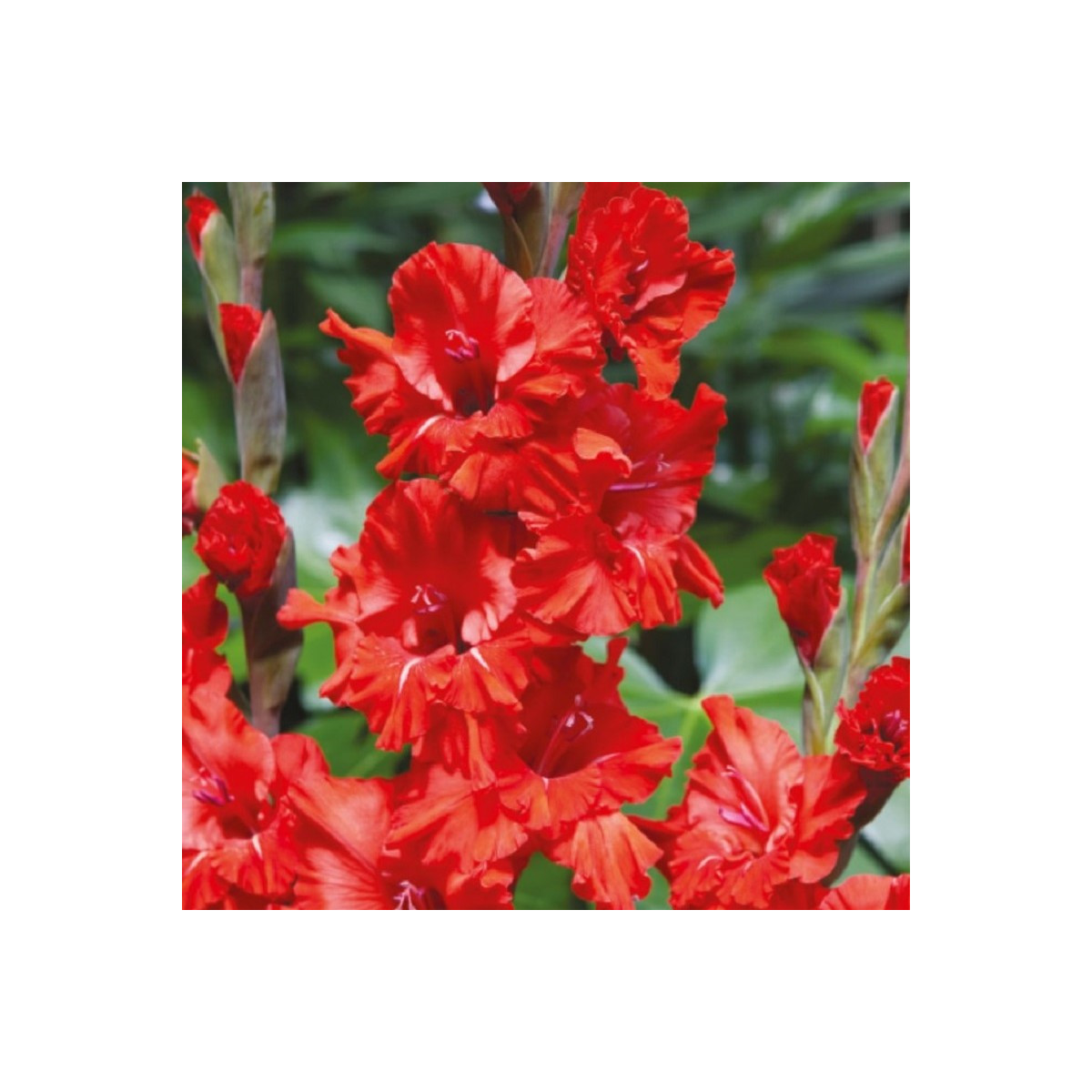Mečík Fire Ruffle - Gladiolus - cibuloviny - 3 ks