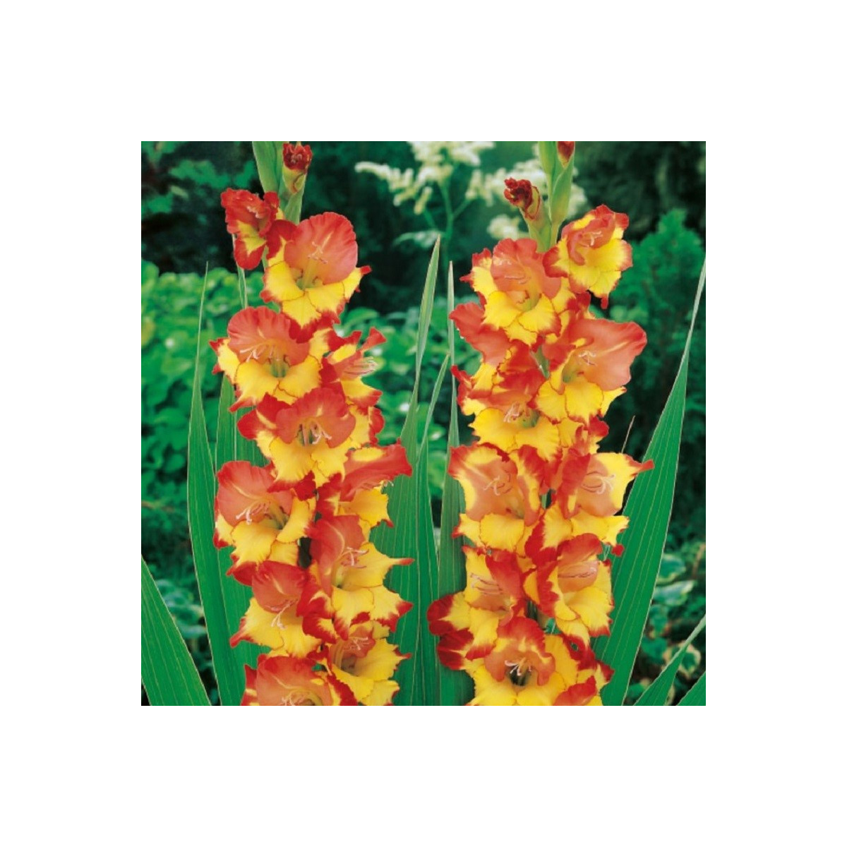 Mečík Princess Margaret Rose - Gladiolus - cibuloviny - 3 ks