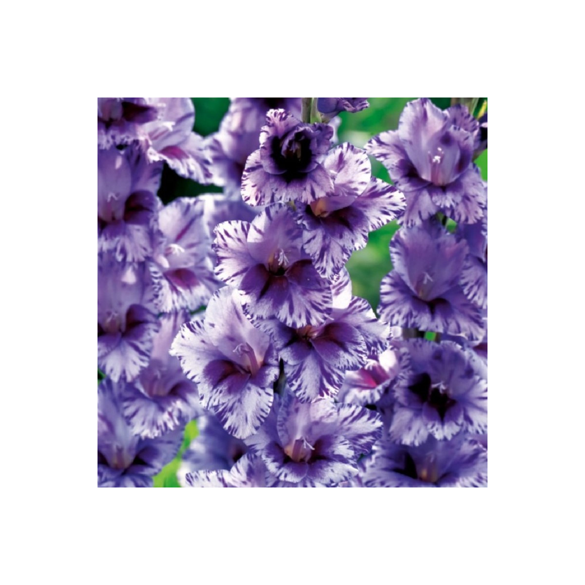 Mečík Passos - Gladiolus - cibuloviny - 3 ks