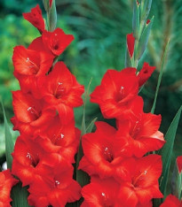 Mečík Mascagni - Gladiolus - cibuloviny - 3 ks