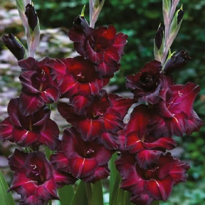 Mečík Black Surprise - Gladiolus - cibuloviny - 3 ks