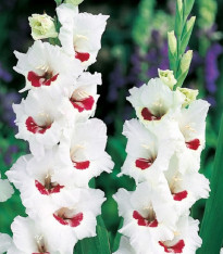 Mečík Fiorentina - Gladiolus - cibuloviny - 3 ks