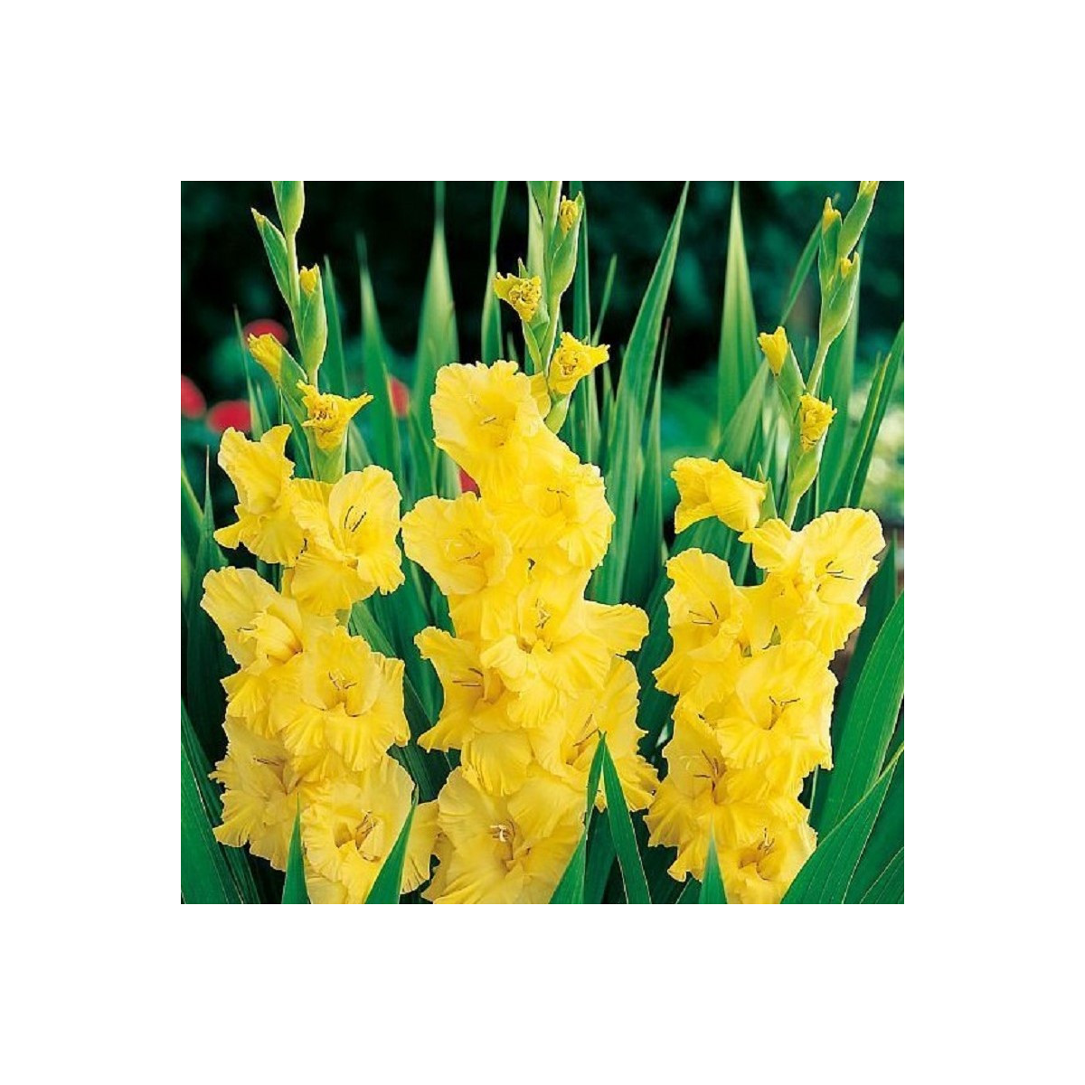 Mečík Yellow Frans - Gladiolus - cibuloviny - 3 ks