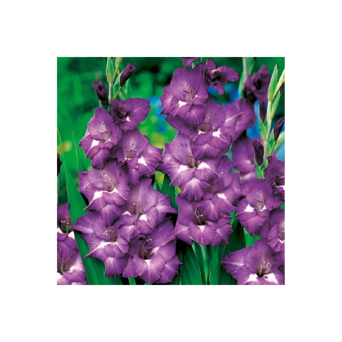 Mečík Blue Isle - Gladiolus - cibuloviny - 3 ks