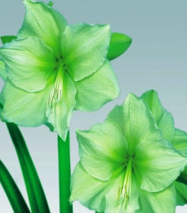 Hvězdník Limona - Hippeastrum - cibuloviny - 1 ks
