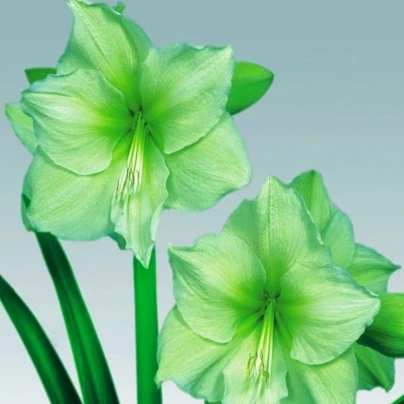 Hvězdník Limona - Hippeastrum - cibuloviny - 1 ks