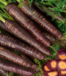 Semena mrkve – Mrkev Purple Haze F1 – Daucus carota