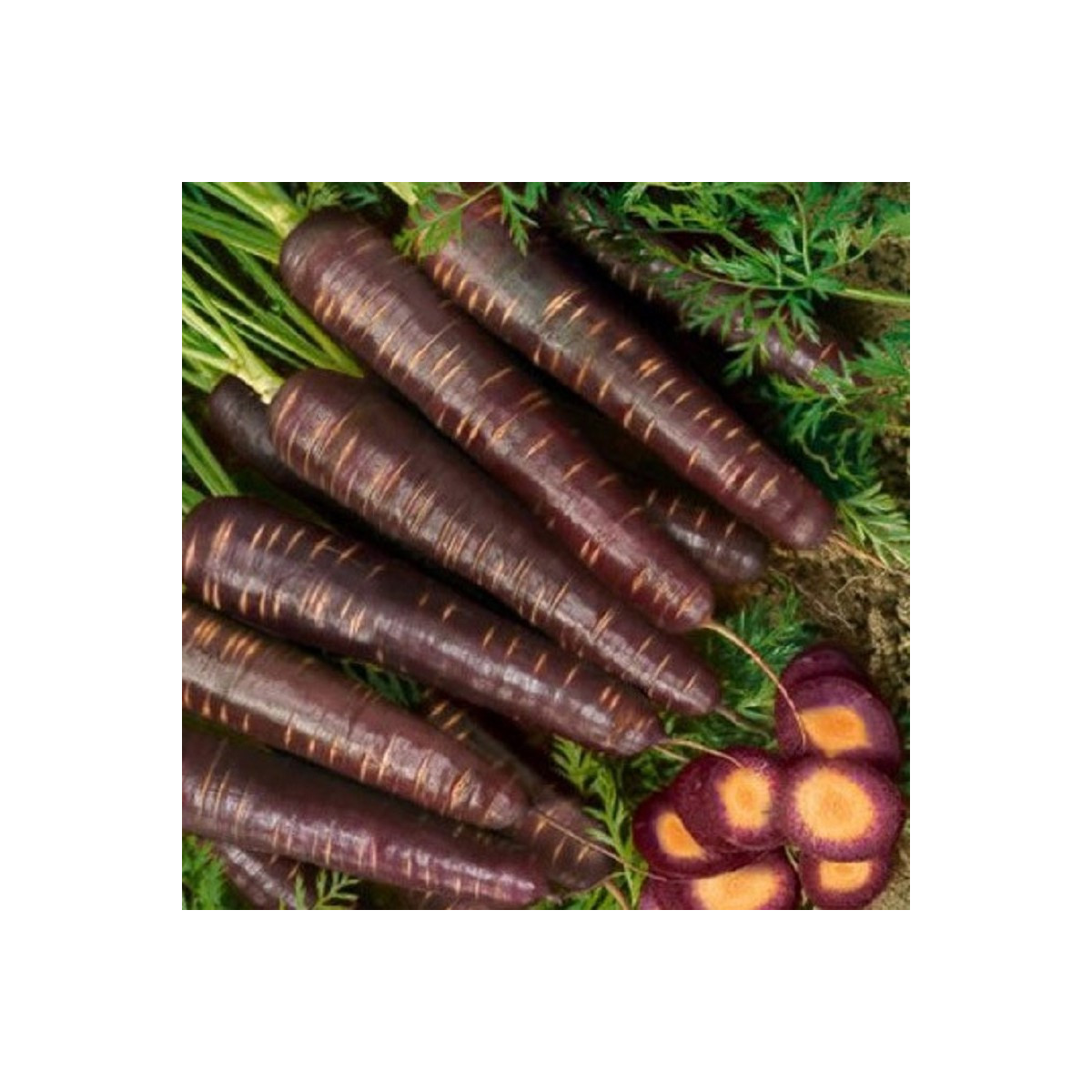 Mrkev Purple Haze F1 - Daucus carota - semena - 70 ks