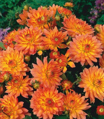 Jiřinka Pablo - Dahlia - cibuloviny - 1 ks